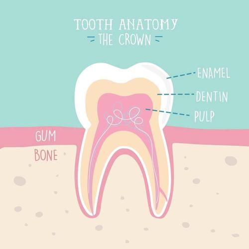 牙齒結構,牙周,口腔黏膜
